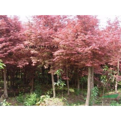 浙江優質紅葉李供應信息