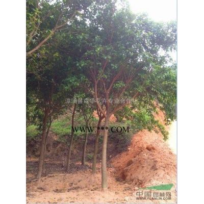 專業批發紅葉李熟貨地徑4-6公分量大