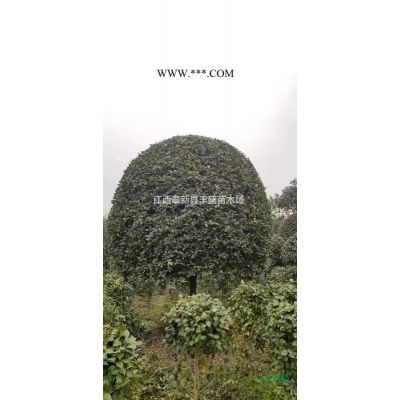 江西有大量竹柏、廣玉蘭、馬褂木 、榿木、紅花木蓮、紅葉李供應(yīng)