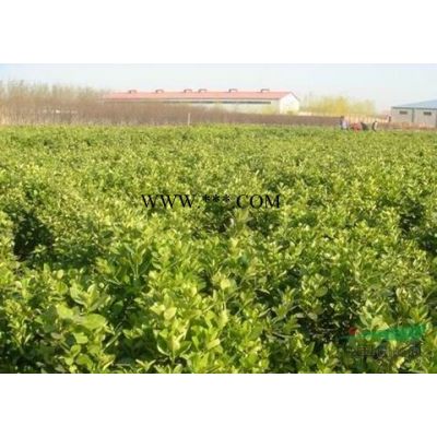 紅葉李、紫葉李