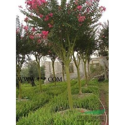 紅葉李價格/湯泉紅葉李價格批發是多少