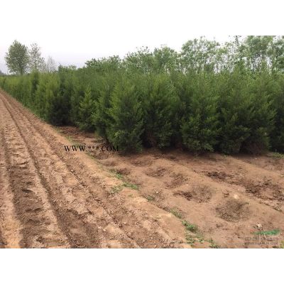陜西西安地區急售紅葉李2一5公分