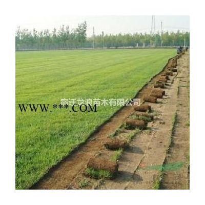 江蘇供應14-20公分紅櫸 櫸樹 江蘇紅櫸 櫸樹價格規格*