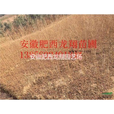 供應1公分櫸樹、2公分櫸樹、3公分櫸樹、4公分櫸樹