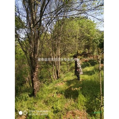 供3-5公分桂花，7—20公分欒樹、無患子