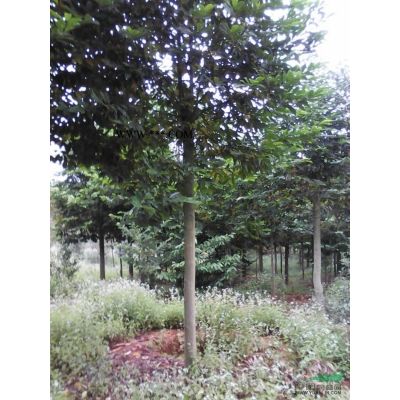 江西無患子2介紹