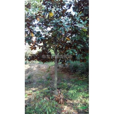 欒樹價格，欒樹價格哪里便宜，欒樹基地價格優惠