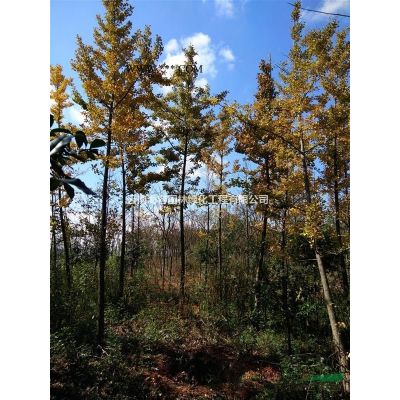 長年供應欒樹生熟苗、容器苗