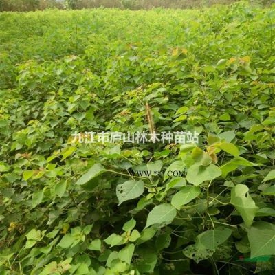 供應無患子地徑3公分