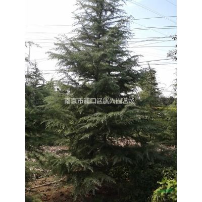 供應合歡、楓香、無患子、雪松等綠化苗木