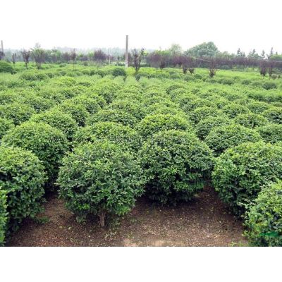 低價處理櫻花15–17公分