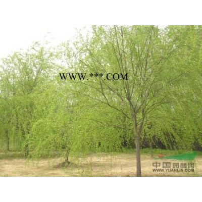 櫸樹價格/江蘇櫸樹價格多少