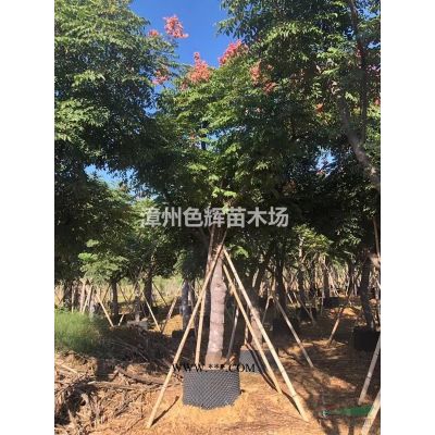 25-60高櫻花三角梅 三角梅價格 北京三角梅批發