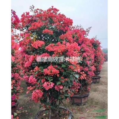 供應福建山櫻花