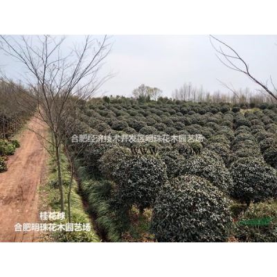 安徽[產(chǎn)品]/安徽櫻花（高分枝）價(jià)格/報(bào)價(jià)
