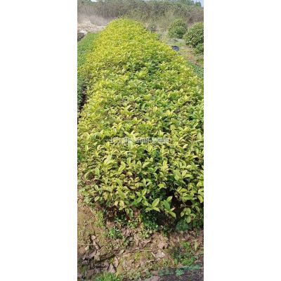 湖南櫻花樹廠價直銷