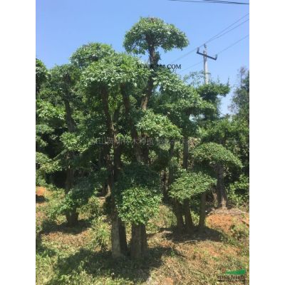 湖北地區(qū)供應(yīng)三角楓、樸樹、對(duì)節(jié)白蠟下山貨