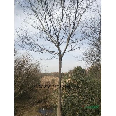 自家苗圃樸樹10－20公分