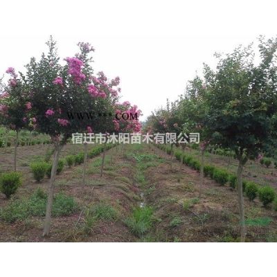 銀杏樹圖片-銀杏樹價格-綠化苗圃苗木樹批發(fā)銀杏樹