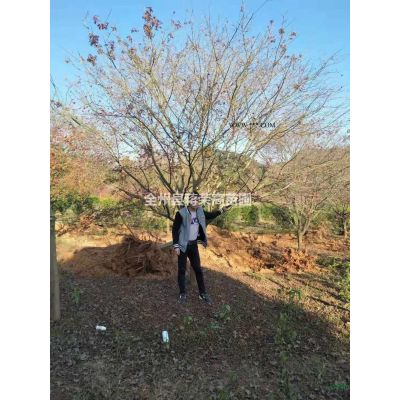 廣西銀杏介紹 廣西銀杏特征/批發