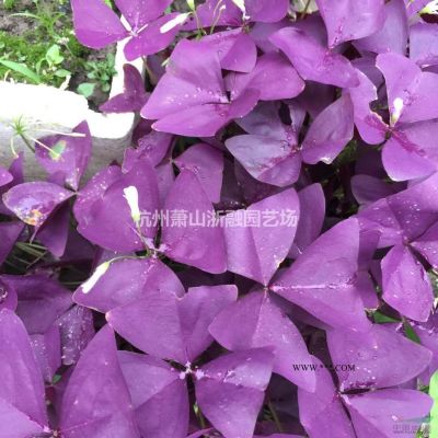 蕭山花木一站式供應鏈服務商：紫薇/紅葉李/雞爪槭/花石榴紫荊