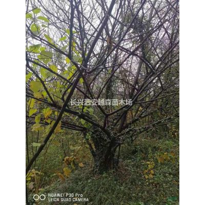 浙江湖州處理8公分紫薇 150棵