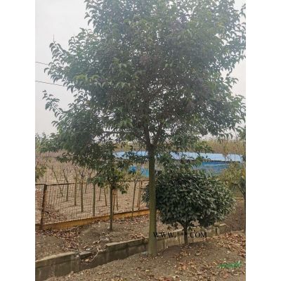 2020年江蘇8-10公分日本紅楓 江蘇日本紅楓新報價