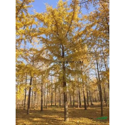 退林低價處理白蠟 海棠 美國紅楓