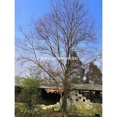 廣西3-15公分紅楓 廣西紅楓基地 桂林紅楓農戶價格/報價