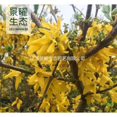 江蘇景曜生態苗木基地/供應中國紅楓/圖片/產地直銷/批發價格