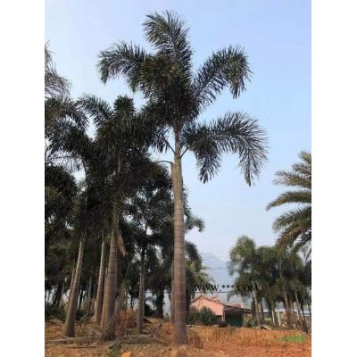 本基地有大量的紫薇樁頭批發采購便宜 華東地區紫薇樁頭批發價格