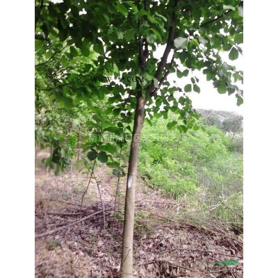 紫薇苗圃自產自銷