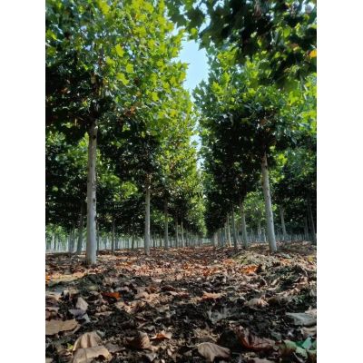 美國紅楓15公分 美國紅楓14公分 美國紅楓13公分 美國紅