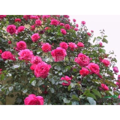 大批量供應紅楓苗，美國紅楓小苗，紅楓大苗