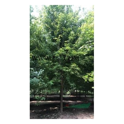 10紅楓美國秋火焰200元出售