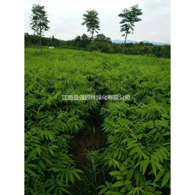 5公分紫薇小苗枇發4，5，6，公分紫薇樹苗