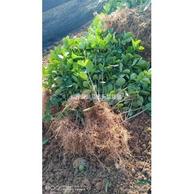 湖南馬褂木，香樟，桂花，羅漢松基地