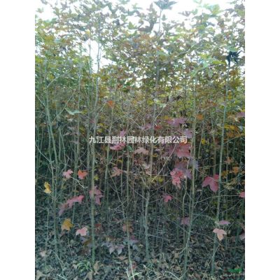 江西紫薇種子/江西紫薇小苗