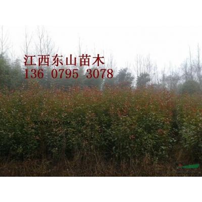 紫薇苗木叢生紫薇紫薇樁