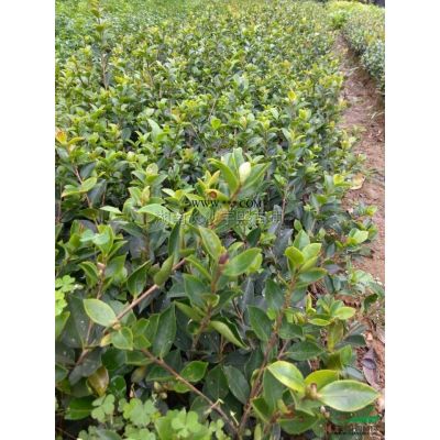 湖南美國紅楓*新報(bào)價(jià)/美國紅楓圖片