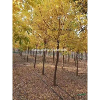 山東紅楓種植資訊  10公分紅楓價格  紅楓圖片展示
