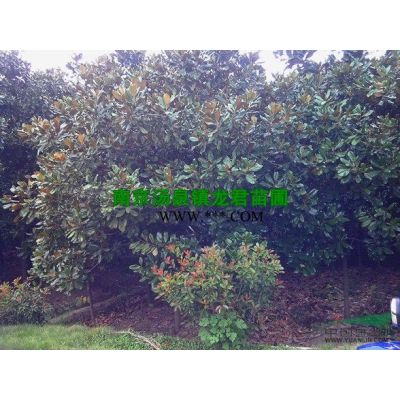 紅楓價格信息，南京紅楓價格報價