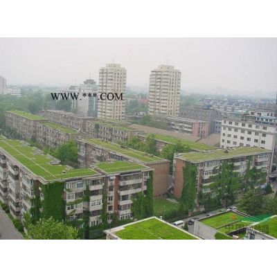 日本紅楓，紅楓