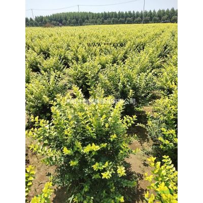 大量紅葉李 紫葉李，樹形好，規(guī)格*