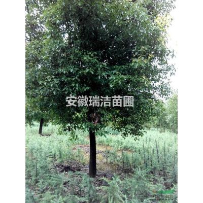 紫薇 上海紫薇 紫薇價格