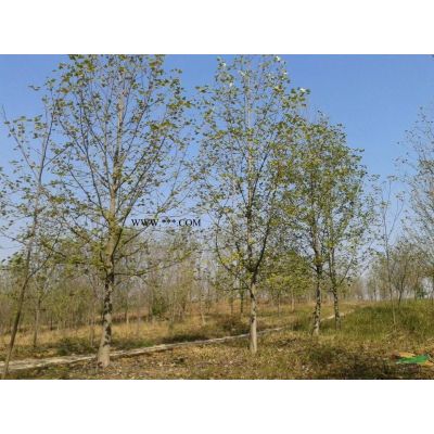 苗圃直銷紫薇、百日紅、紫葉李、雪松、廣玉蘭多種苗木