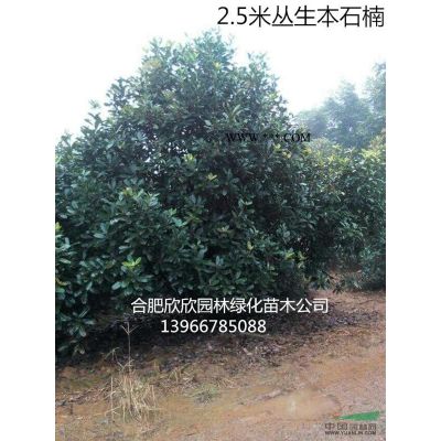 安徽欒樹圖片、合肥欒樹*新行情、肥西欒樹供應商欣欣園林基地
