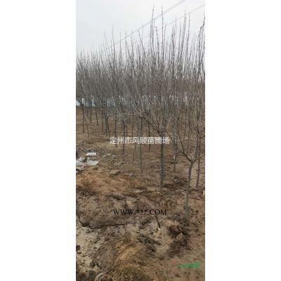 河北欒樹 欒樹基地 欒樹價格