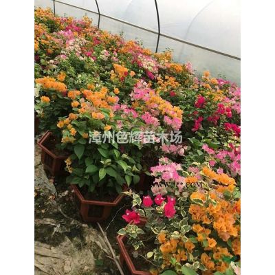 福建欒樹報價 欒樹價格 品種臺灣欒樹