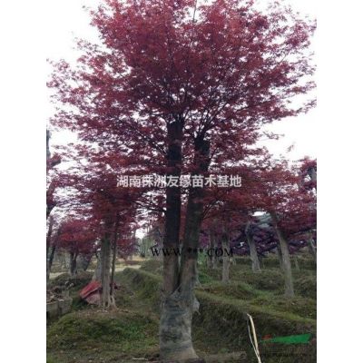 湖南優質紅葉李培育基地、紅葉李小苗、2-16公分紅葉李大樹